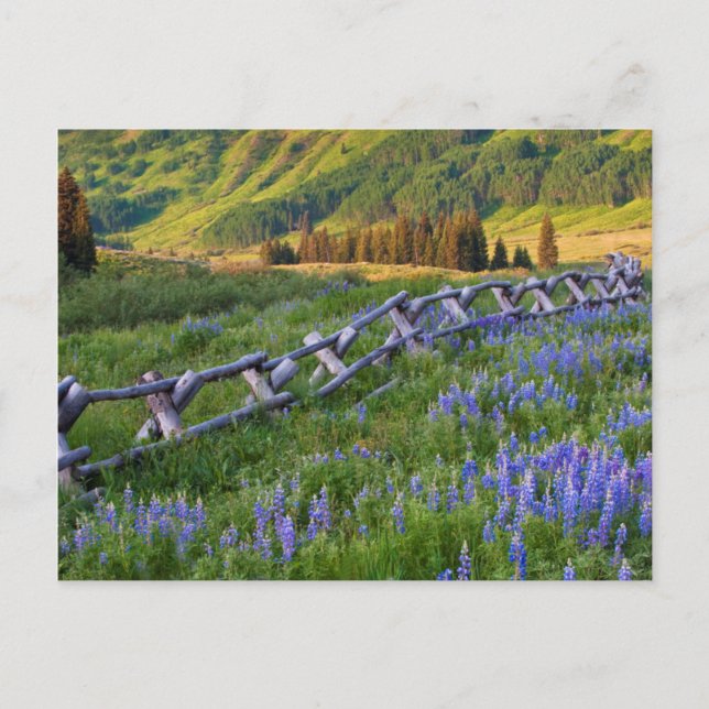 USA, Colorado. Lupiner och staket av klyvda räler Vykort (Framsida)