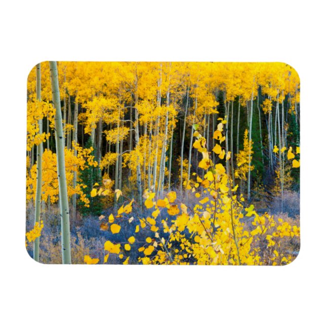 USA, Colorado. Lysande gula aspelundar i Klippiga  Magnet (Horisontell)