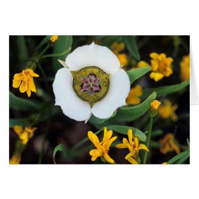 USA, Colorado. Mariposa tulip Hälsningskort (Framsidan Horizontal)
