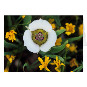 USA, Colorado. Mariposa-tulpan Hälsningskort