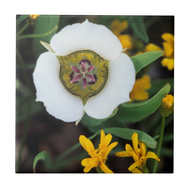 USA, Colorado. Mariposa-tulpan Kakelplatta (Framsidan)