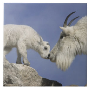 USA, Colorado, Mount Evans. Getmormé Kakelplatta