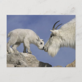 USA, Colorado, Mount Evans. Getmorrhona Vykort