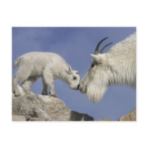 USA, Colorado, Mount Evans. Getmorrhona