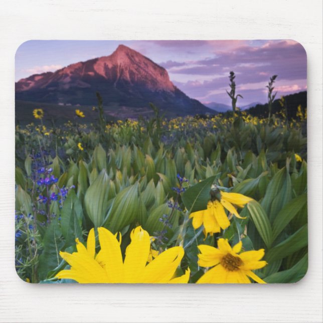 USA, Colorado, Mt. Crested Butte Musmatta (Framsidan)