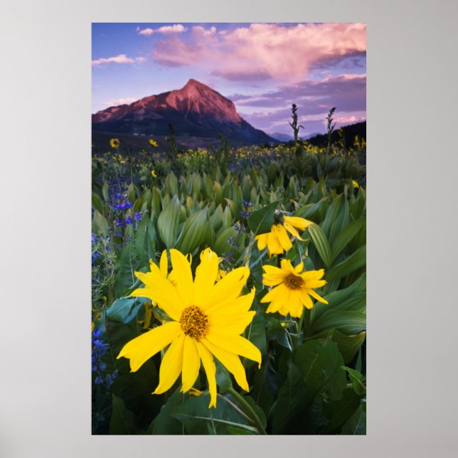 USA, Colorado, Mt. Crested Butte Poster (Framsidan)