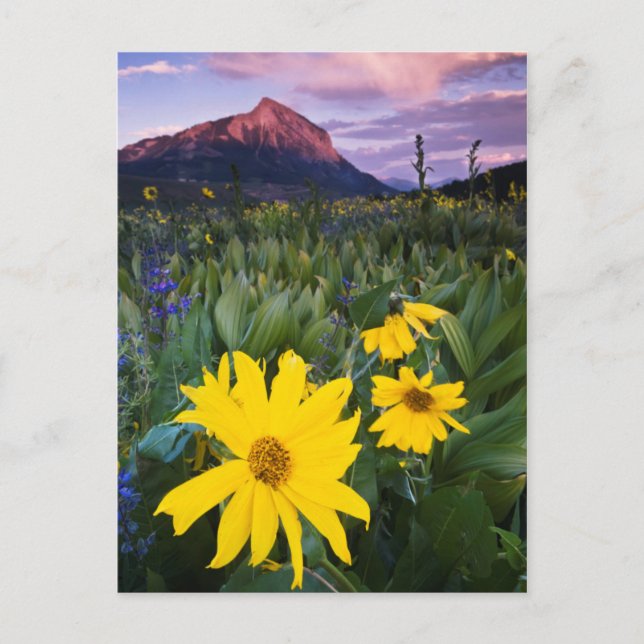 USA, Colorado, Mt. Crested Butte Vykort (Framsida)