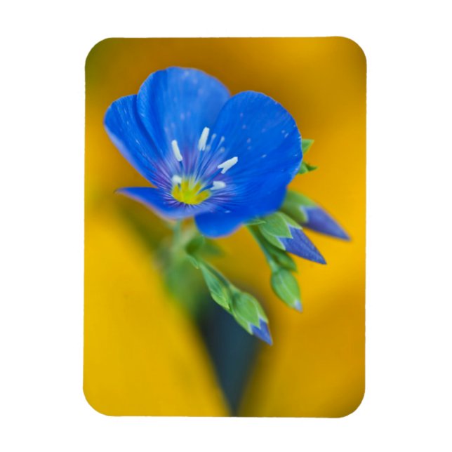 USA, Colorado. Närbild på tranbärsnejlika Magnet (Vertikal)