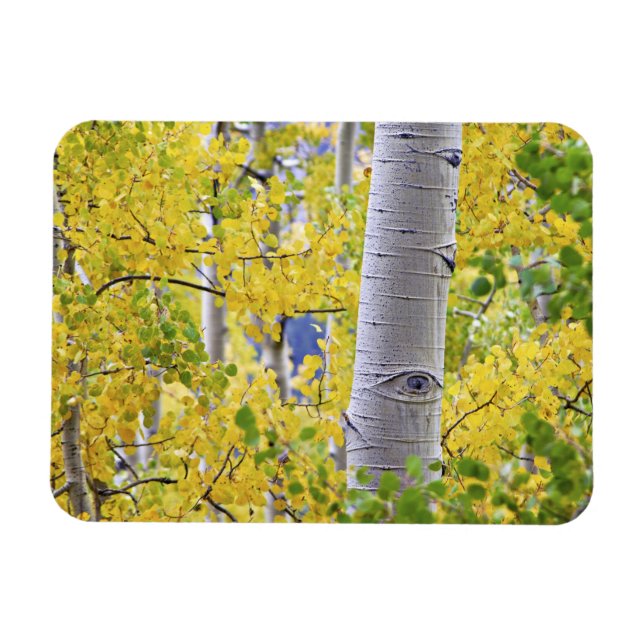USA, Colorado, Rocky mountains. Intim aspen 2 Magnet (Horisontell)