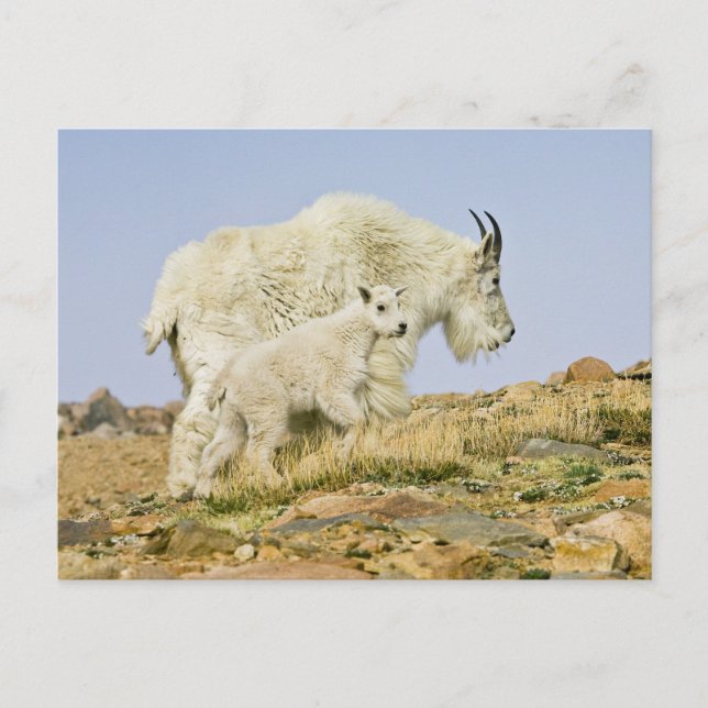 USA, Colorado, Rocky mountains, Mount Evans Vykort (Framsida)