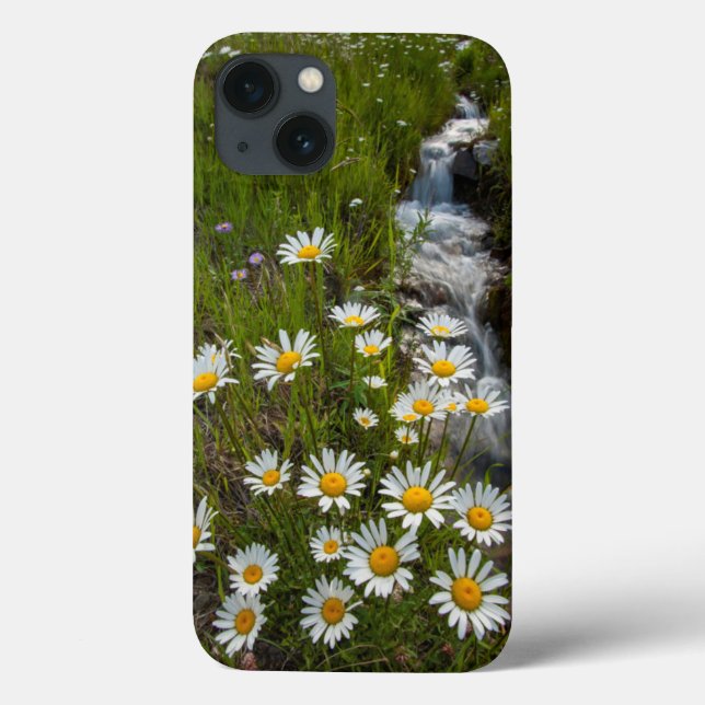 USA, Colorado, San Juan Mountains.Daisy (Baksida)
