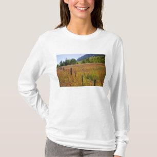 USA, Colorado, San Juan National Forest, längs med Tee Shirt