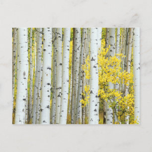 USA, Colorado, White River National Forest, Vykort