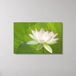 USA, DC, Washington, Kenilworth Aquatic Canvastryck