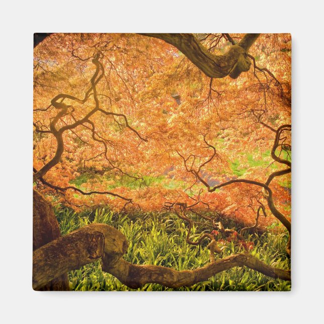 USA, Delaware, Wilmington. Japansk apel Magnet (Framsidan)