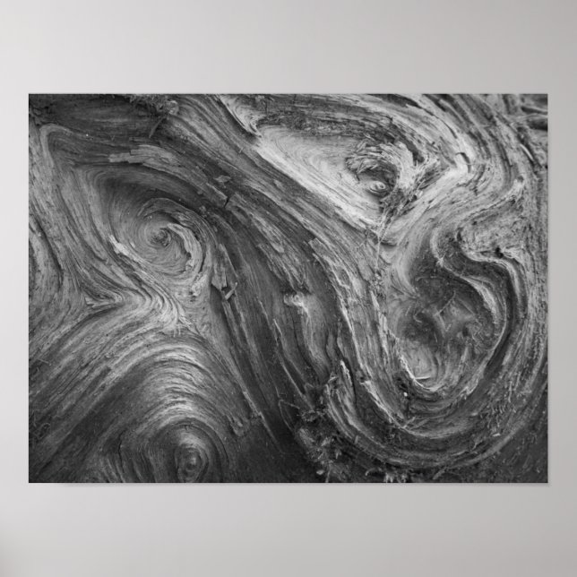 USA, delstaten Washington. Douglass Fir Poster (Framsidan)