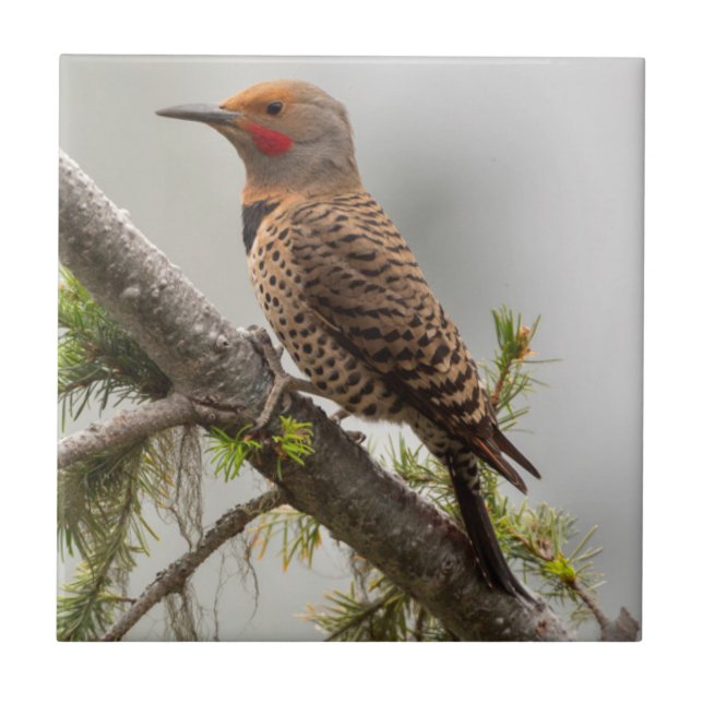 USA, delstaten Washington. Male Northern Flicker 2 Kakelplatta (Framsidan)