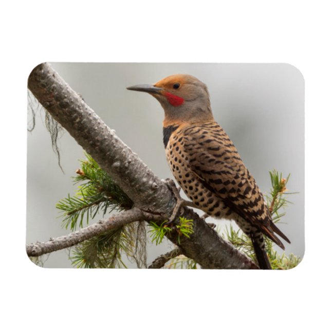 USA, delstaten Washington. Male Northern Flicker 2 Magnet (Horisontell)