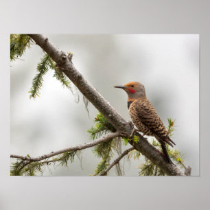 USA, delstaten Washington. Male Northern Flicker 2 Poster