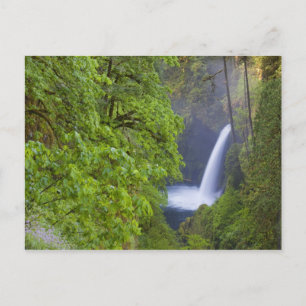 USA, Eagle Creek, Columbia Gorge, Oregon. 2 Vykort