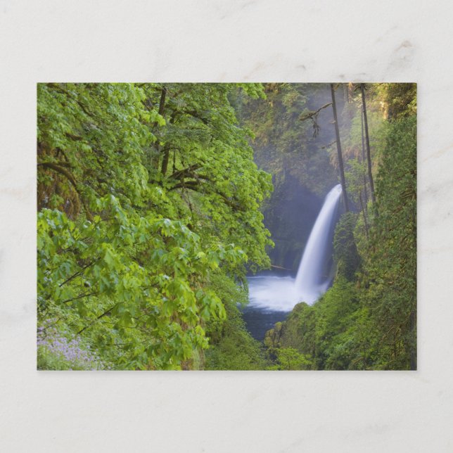 USA, Eagle Creek, Columbia Gorge, Oregon. 2 Vykort (Framsida)