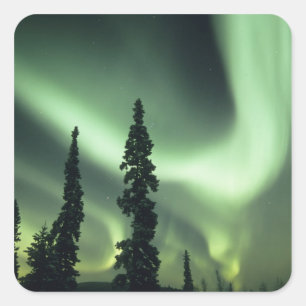 USA, Fairbanks-området, centrala Alaska, Aurora 2 Fyrkantigt Klistermärke
