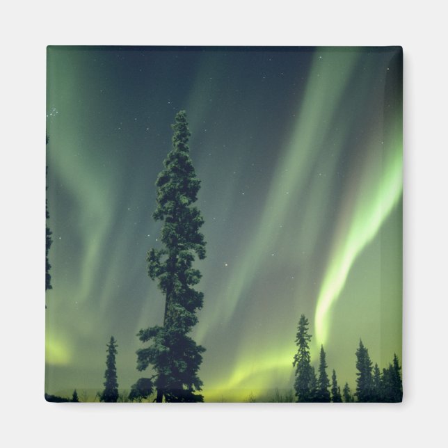 USA, Fairbanks-området, centrala Alaska, Aurora Magnet (Framsidan)