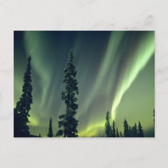USA, Fairbanks-området, centrala Alaska, Aurora Vykort (Framsida)