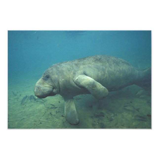 USA, FL, Manatee Fototryck (Framsidan)