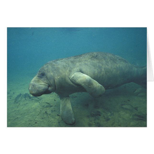 USA, FL, Manatee Hälsningskort (Framsidan Horizontal)