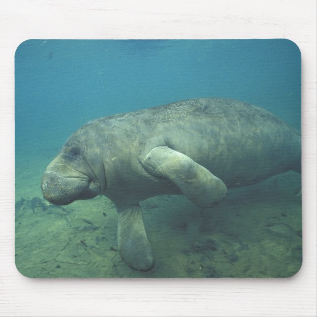 USA, FL, Manatee Musmatta (Framsidan)