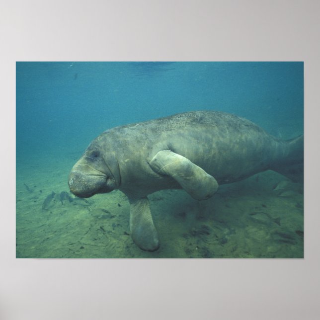 USA, FL, Manatee Poster (Framsidan)