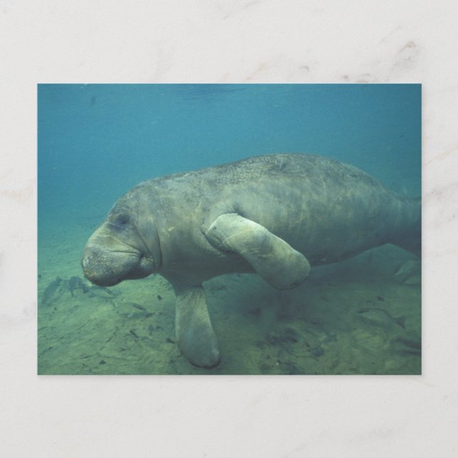 USA, FL, Manatee Vykort (Framsida)