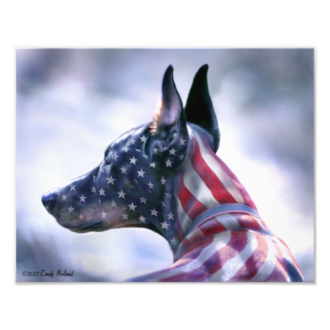 USA flagga Doberman Porträtt Fototryck (Framsidan)