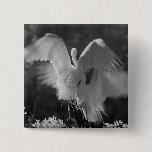 USA, Florida, Ägretthäger (Ardea alba) infraröd 3 Knapp (Framsida)