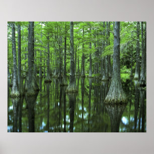 USA, Florida, Apalachicola National Forest, Bald Poster