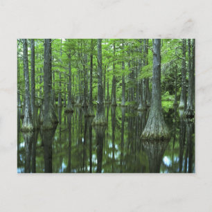 USA, Florida, Apalachicola National Forest, Kalle Vykort