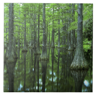 USA, Florida, Apalachicola National Forest, skalli Kakelplatta