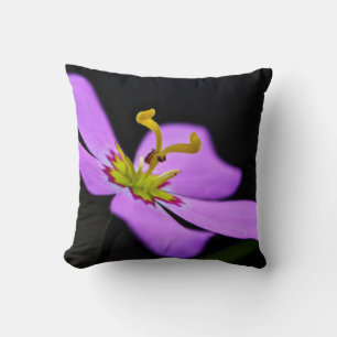USA, Florida, Big Cypress National Preserve Kudde