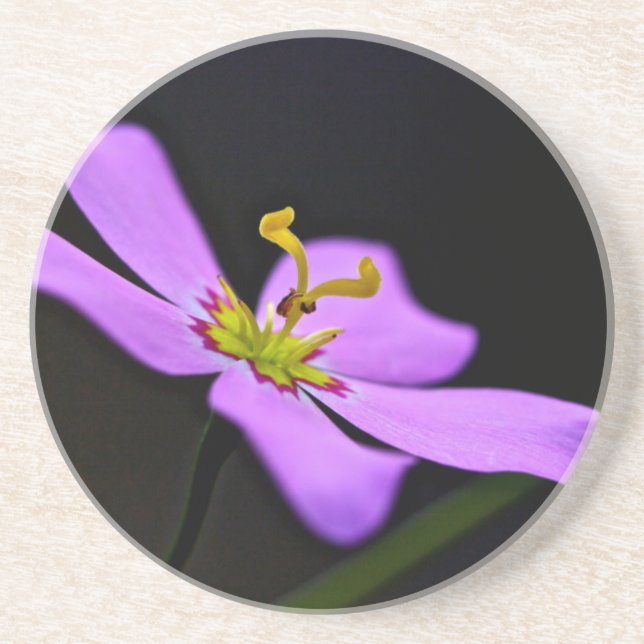 USA, Florida, Big Cypress National Preserve Underlägg Sandsten (Framsidan)