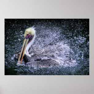 USA, Florida. Brun pelikan Poster