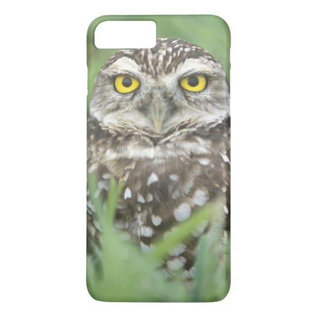 USA, Florida, Cape Coral, Grävuggla (Athene Case-Mate iPhone Skal (Baksida)