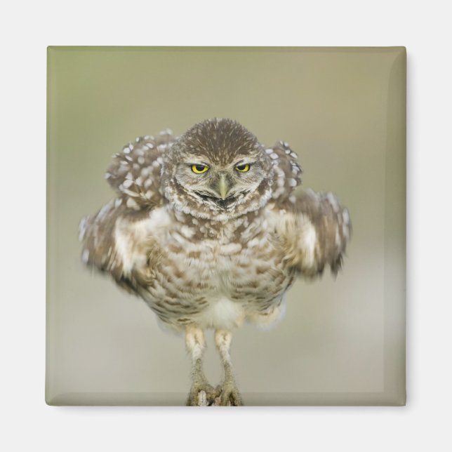 USA, Florida, Cape Coral, Närbild av grävande Magnet (Framsidan)