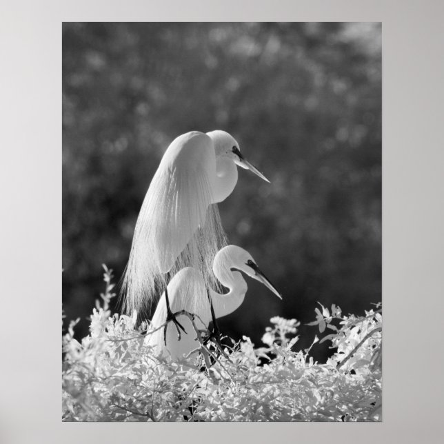 USA, Florida, Great Egret (Ardea alba) infrared Poster (Framsidan)