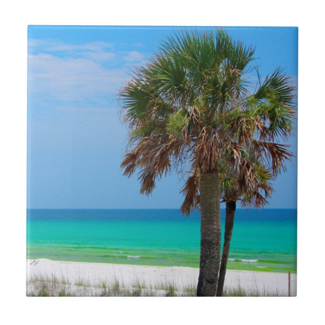 USA, Florida. Handflatan Träd på Emerald Kusten Kakelplatta (Framsidan)