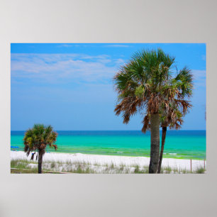 USA, Florida. Handflatan Träd på Emerald Kusten Poster