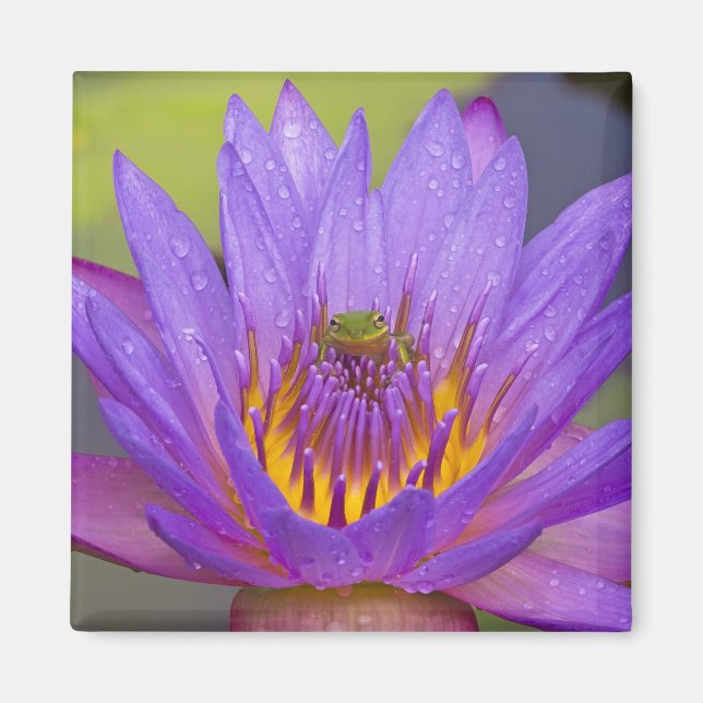 USA, Florida, Lake Kissimmee. Grön bladgroda Magnet (Framsidan)