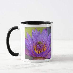 USA, Florida, Lake Kissimmee. Grön bladgroda Mugg