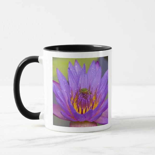 USA, Florida, Lake Kissimmee. Grön bladgroda Mugg (Vänster)