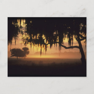 USA, Florida, Lake Kissimmee. Silhuett vid soluppg Vykort